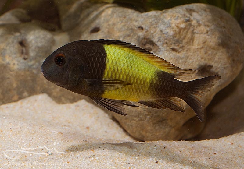 Tropheus sp. 'kaiser'